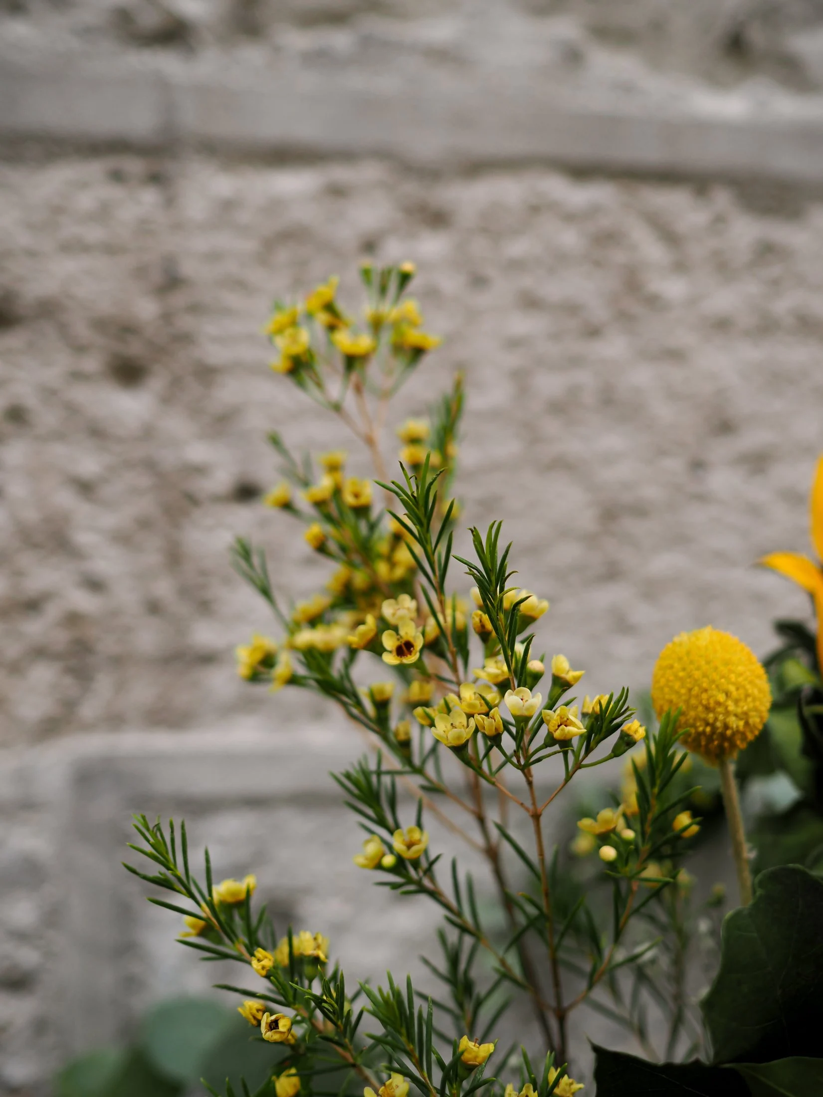 Ramo de Girasoles